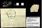 Foto (Objekt + Etiketten) von Goniodromites bidentatus (Reuss, 1859) 